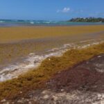 hoteliers see insufficient measures against sargassum