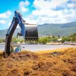 Europe will buy sargassum from the Caribbean for the textile industry - Tourism news