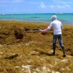 Europe will buy sargassum from the Caribbean for the textile industry