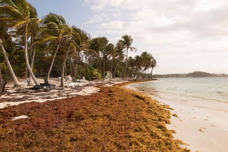 Dominican government asks to declare sargassum a regional emergency - Tourism news