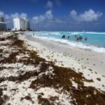 Sargassum levels go from low to moderate in the center and south