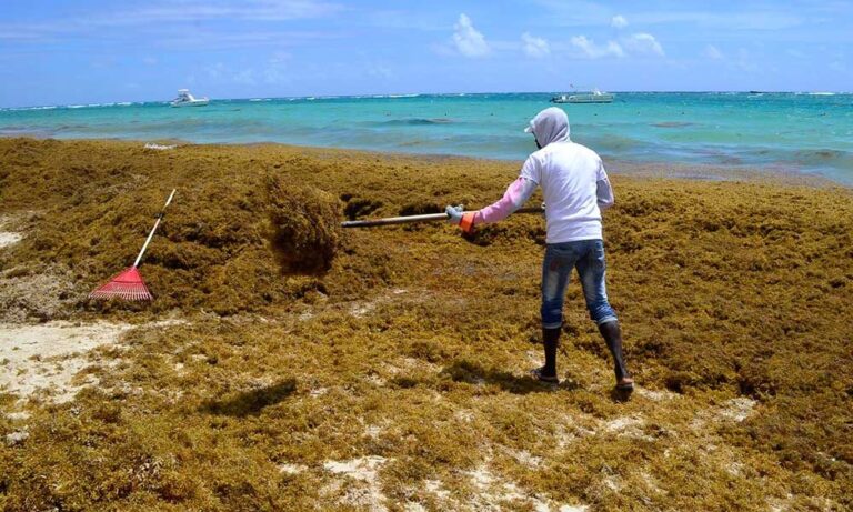 Government allocates RD$68.8 million to combat sargassum - Tourism news