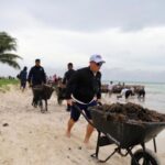 583 tons of sargassum are removed in record time