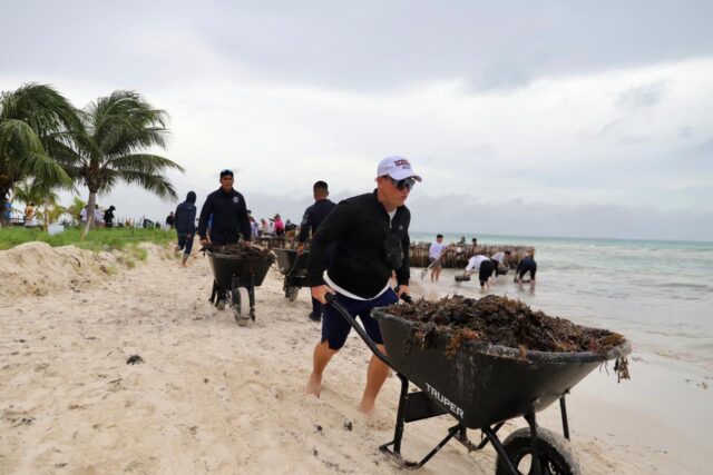 583 tons of sargassum are removed in record time