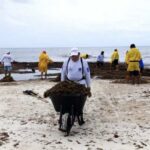 Isla Mujeres presents atypical sargassum runoff