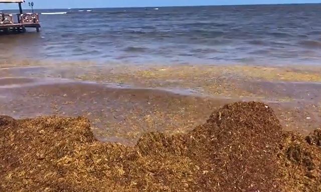 Holbox hoteliers do not clean sargassum to recover beaches