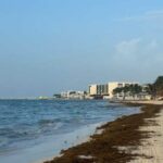 Playa del Carmen: Sargassum invades the beaches after Beryl passes