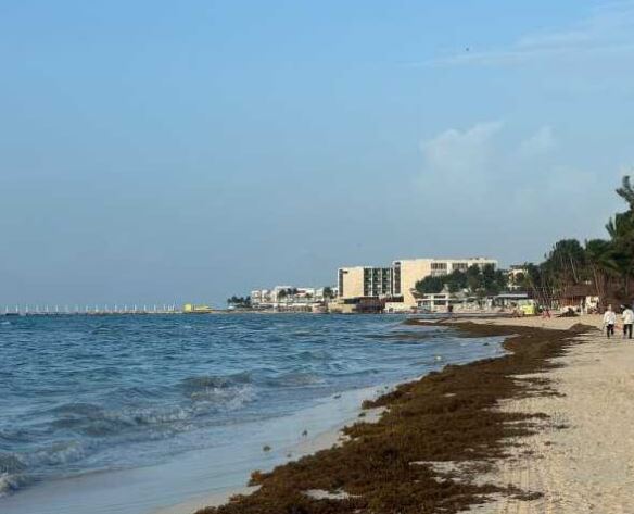 Playa del Carmen: Sargassum invades the beaches after Beryl passes