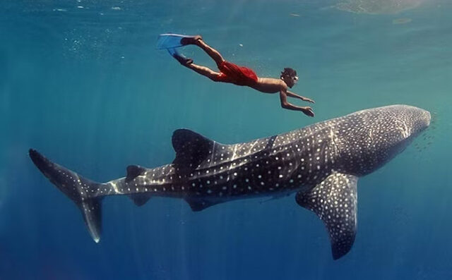 Holbox enjoys greater interest from tourists to see the whale shark